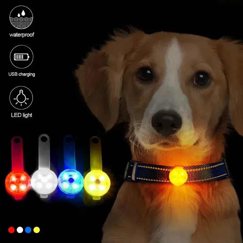 LED Safety Dog Collar – USB Rechargeable & Weatherproof